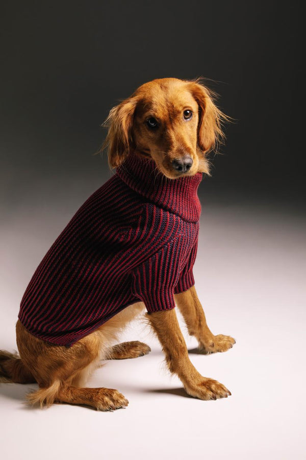Merry sweater